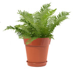 Matera plástica Gaia 22 cm con planta – Plantho.co