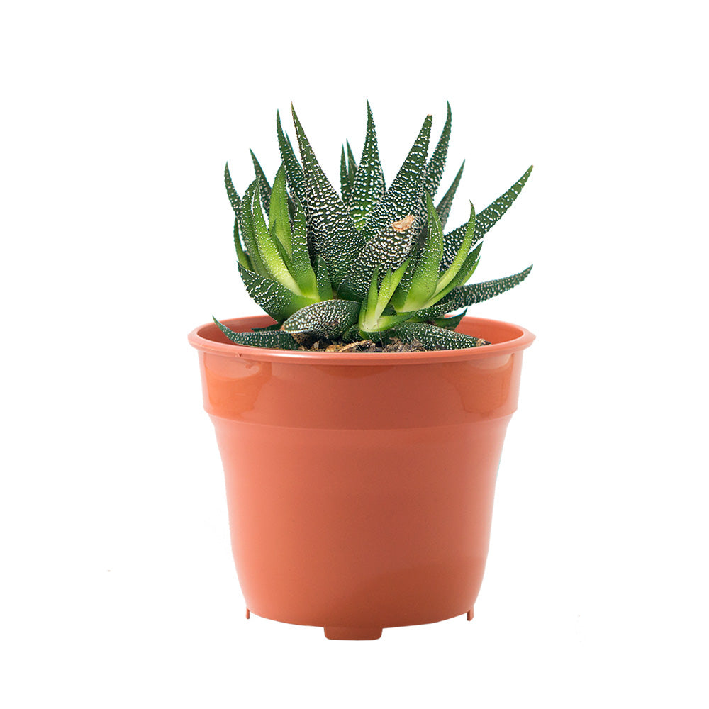 Soporte de balcón con matera 15 cm – Plantho.co