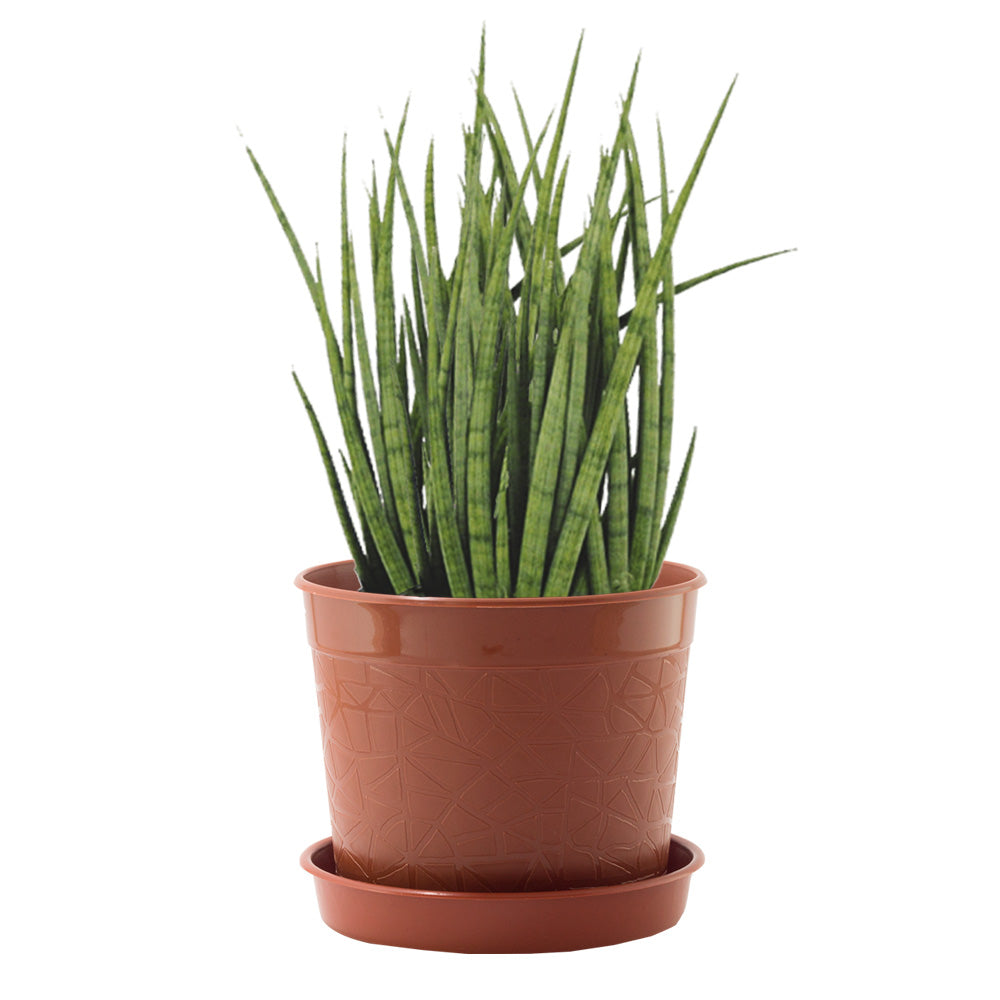 Soporte de pared con matera 17 cm – Plantho.co